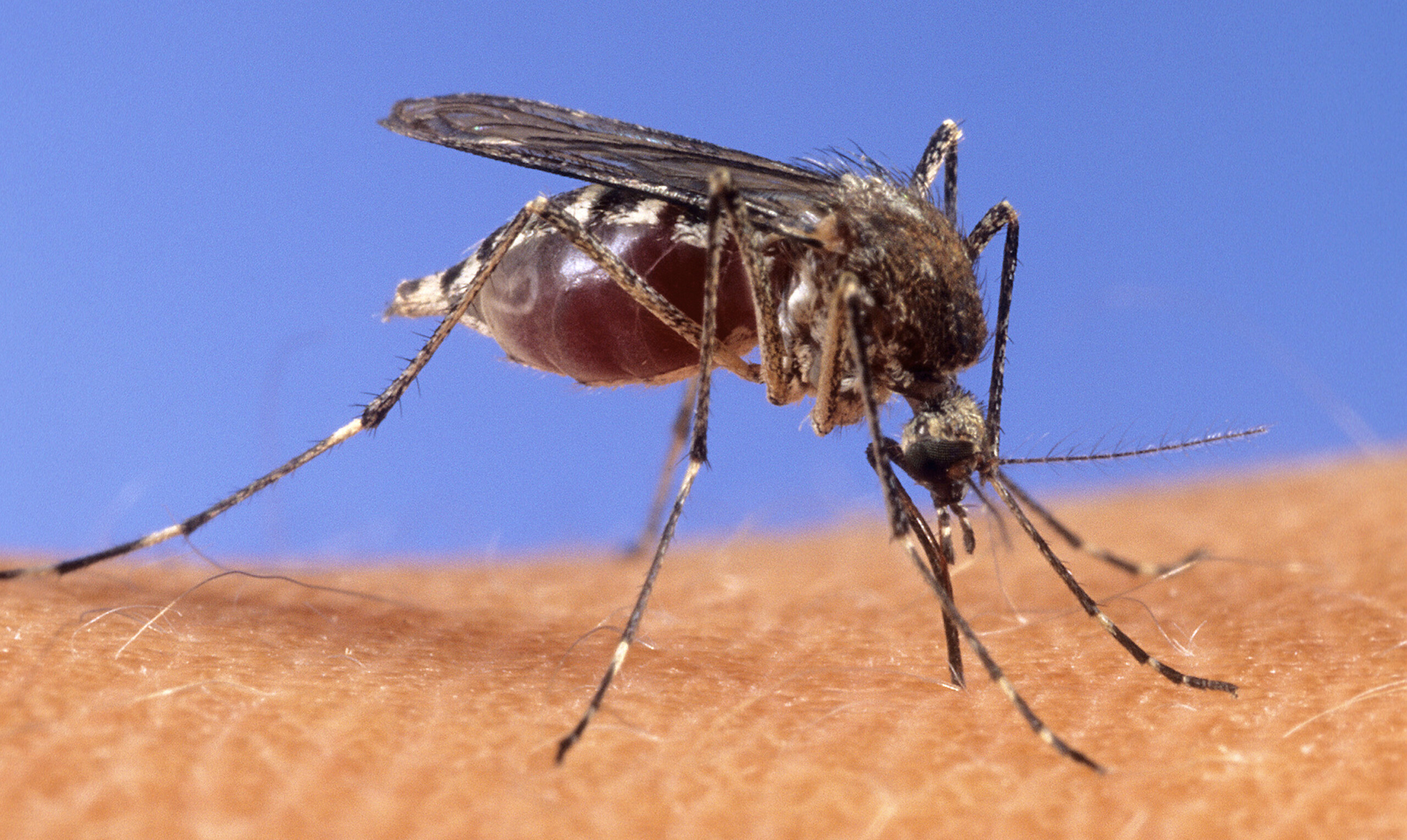 virus du nil occidental quatrieme victime dans le latium une femme de 93 ans decede scaled