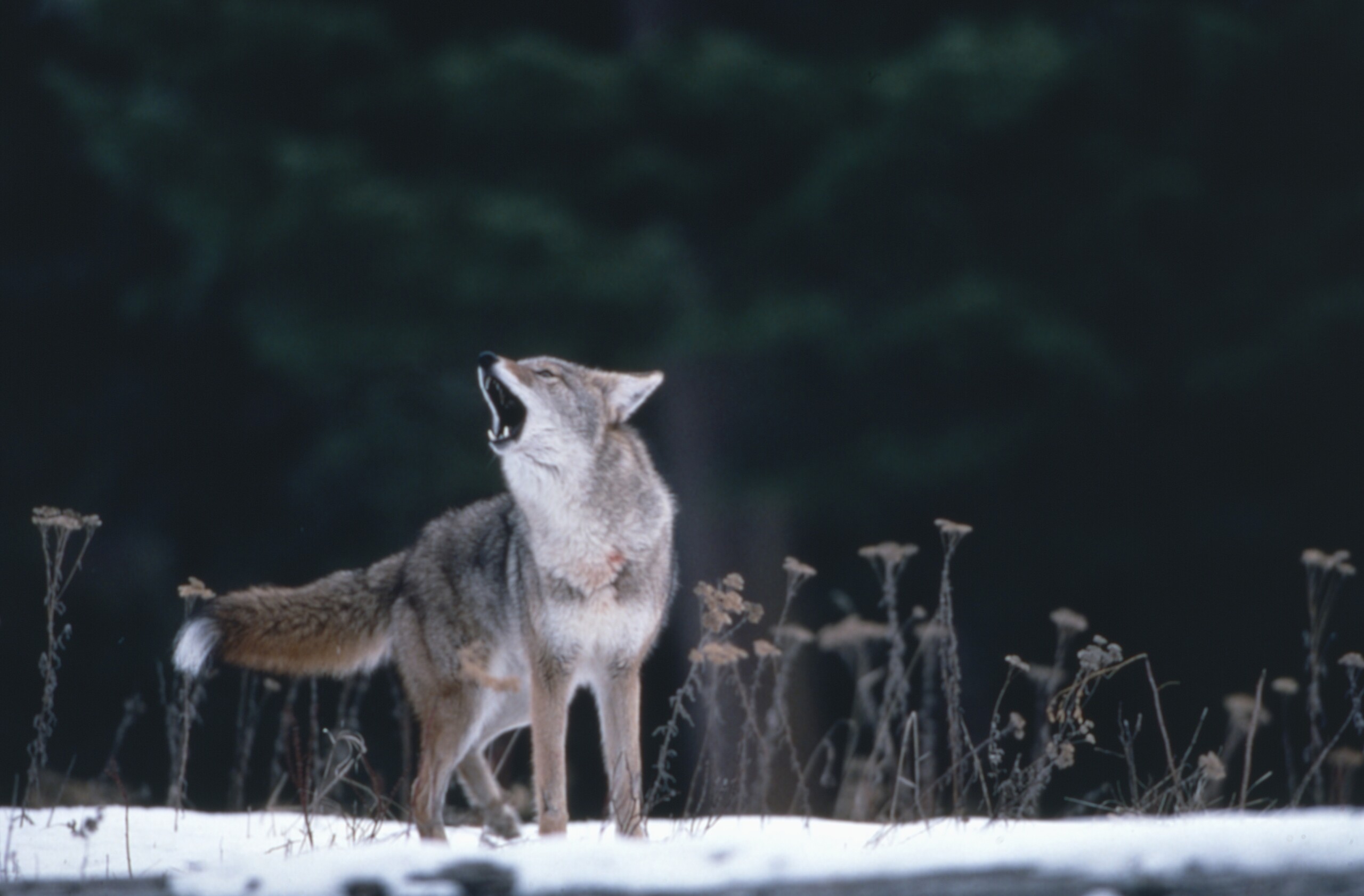 haut adige le tribunal administratif suspend labattage des loups dans la haute vallee de venosta scaled
