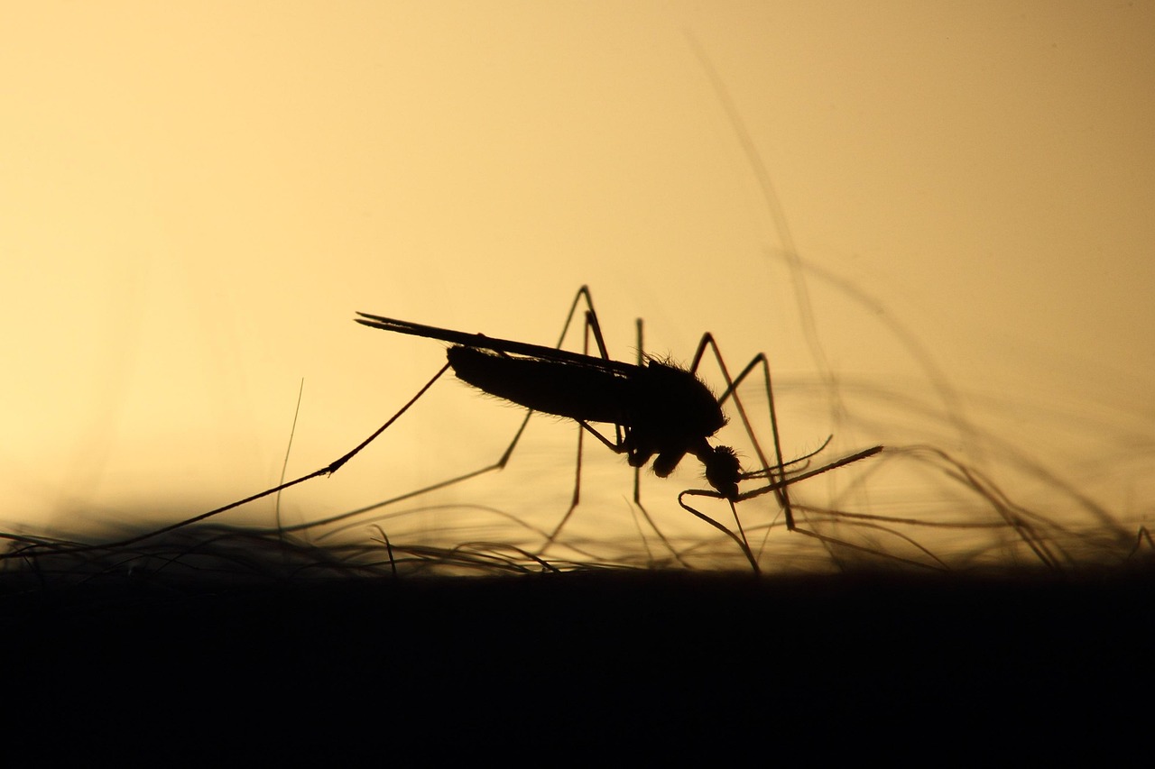 west nile iss le nombre de cas confirmes passe a 173 avec 11 deces