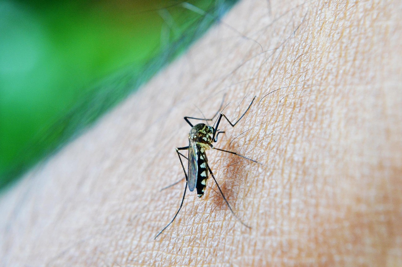 west nile septieme victime dans le latium