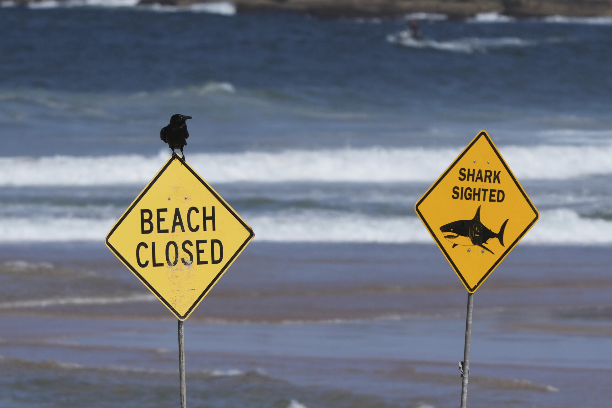 australie un requin tue une femme et blesse un homme qui nageait avec elle scaled