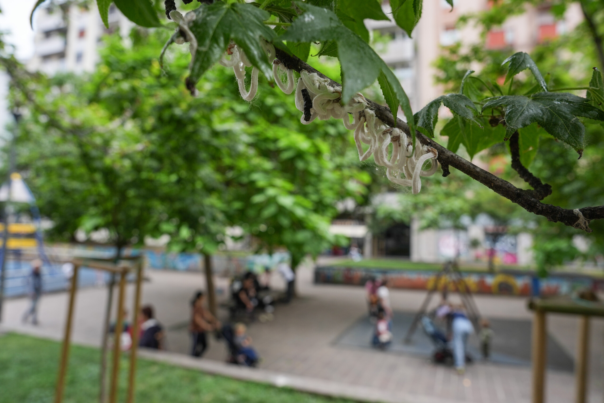 coldiretti les espaces verts urbains font baisser les temperatures jusqua 35 degres scaled