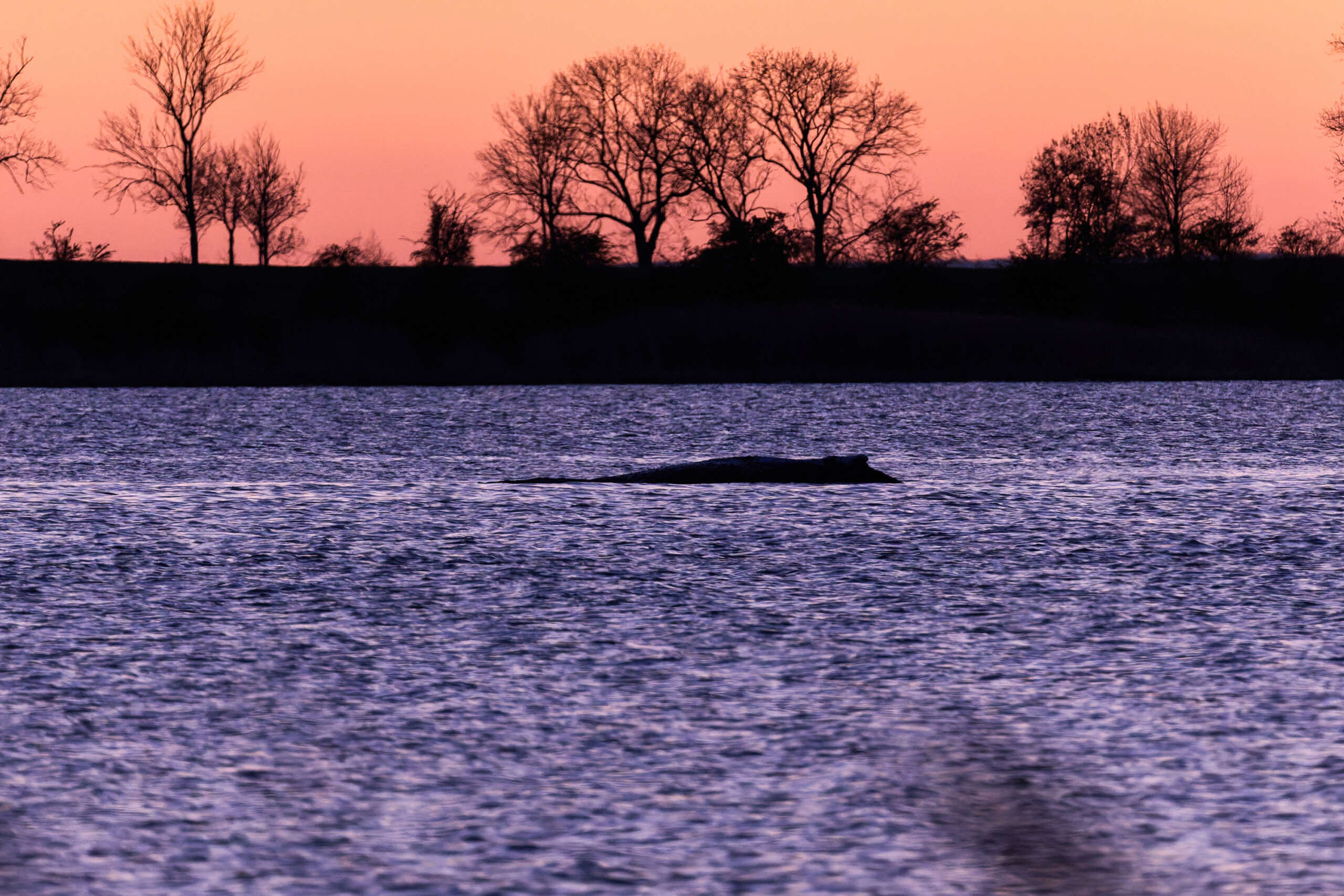danemark lautopsie de la baleine timmy prevue la semaine prochaine scaled